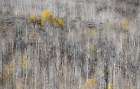 USA-Utah-Woodruff aspen trees along highway 39 Art Print
